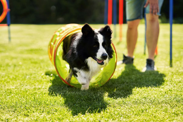 Fun4Dogs Agility