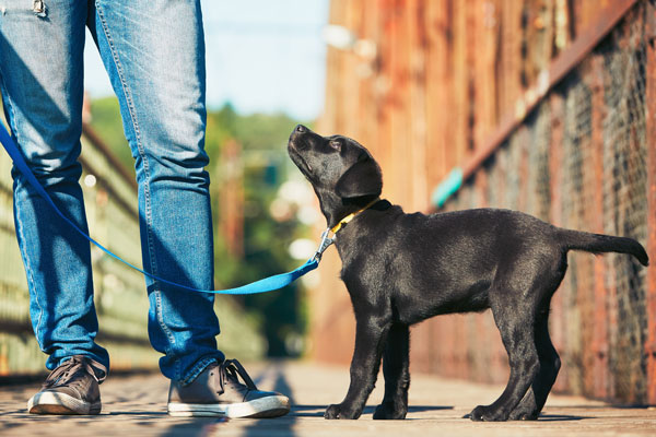 Fun4Dogs Puppy Training