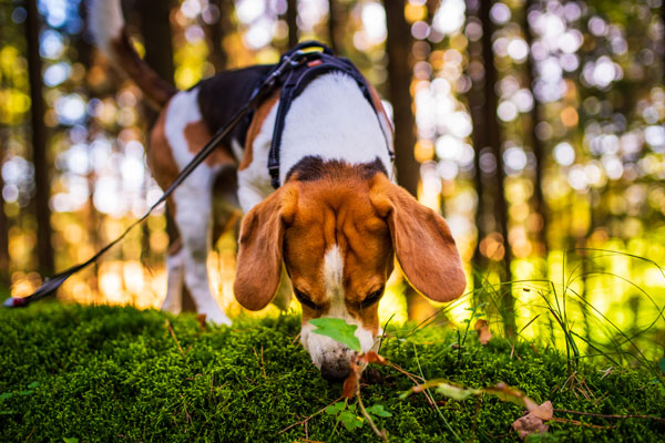 Fun4Dogs Scent Training